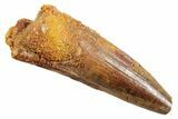 Fossil Spinosaurus Tooth - Real Dinosaur Tooth #362928-1